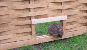 Hedgehog Hole