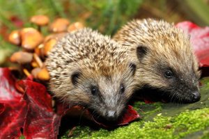 two hedgehogs (2)